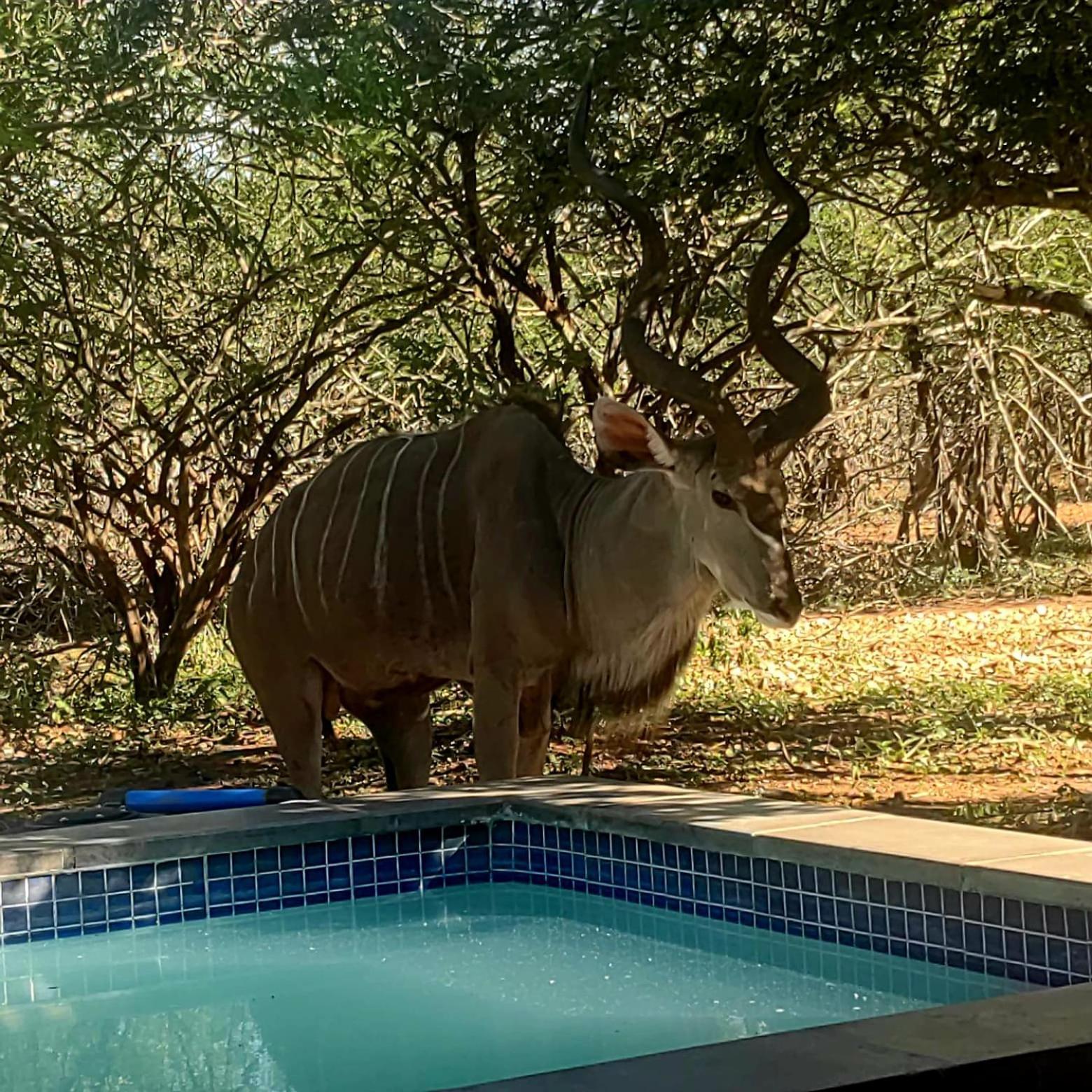 Taita Holiday home Marloth Park